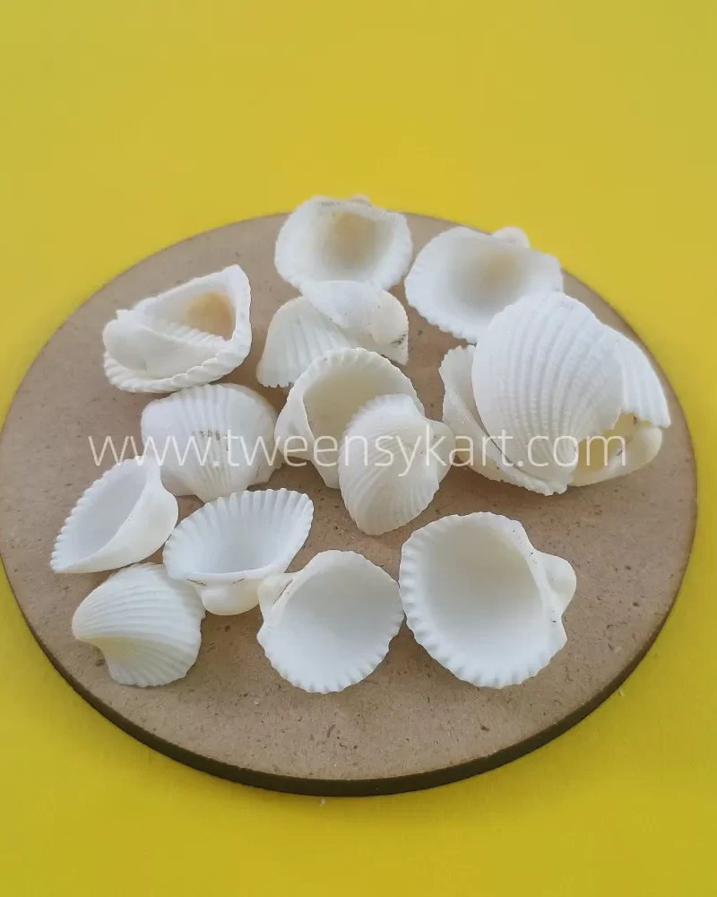 Mini White Shells For Craft & Projects