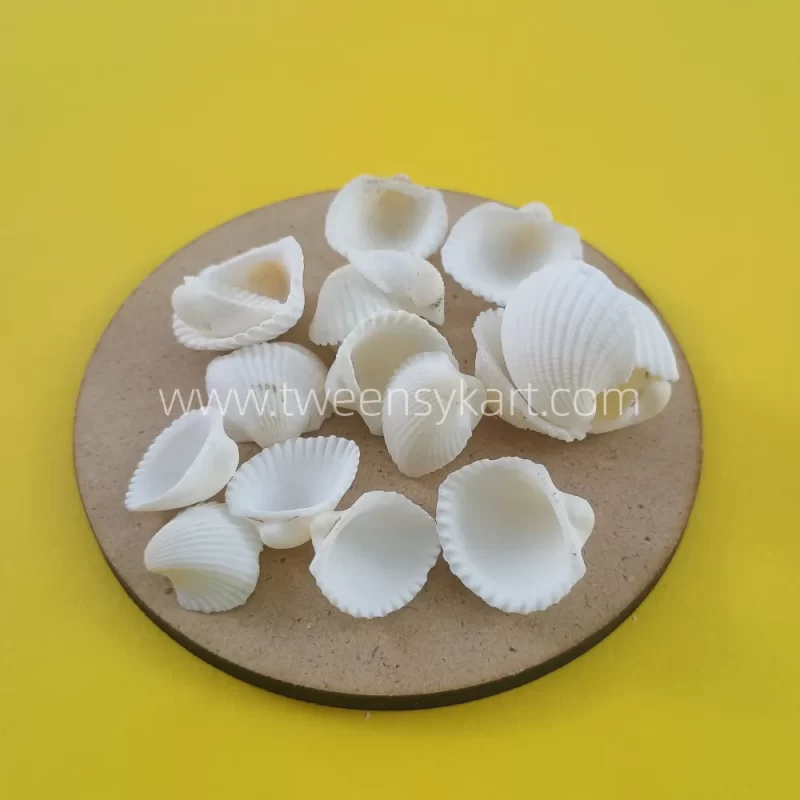 Mini White Shells For Craft & Projects