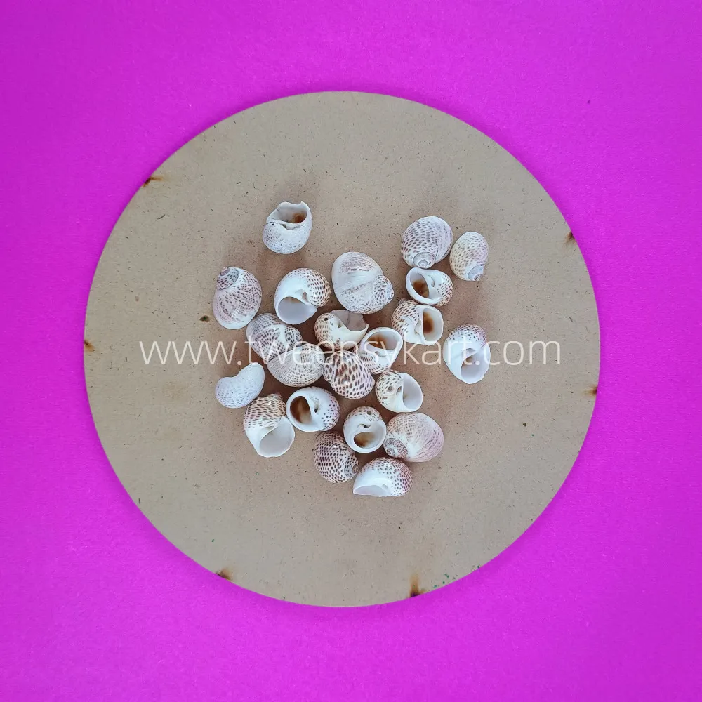 Pulimatai Shells For Crafts & Projects