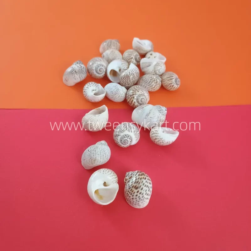 Pulimatai Shells For Crafts & Projects