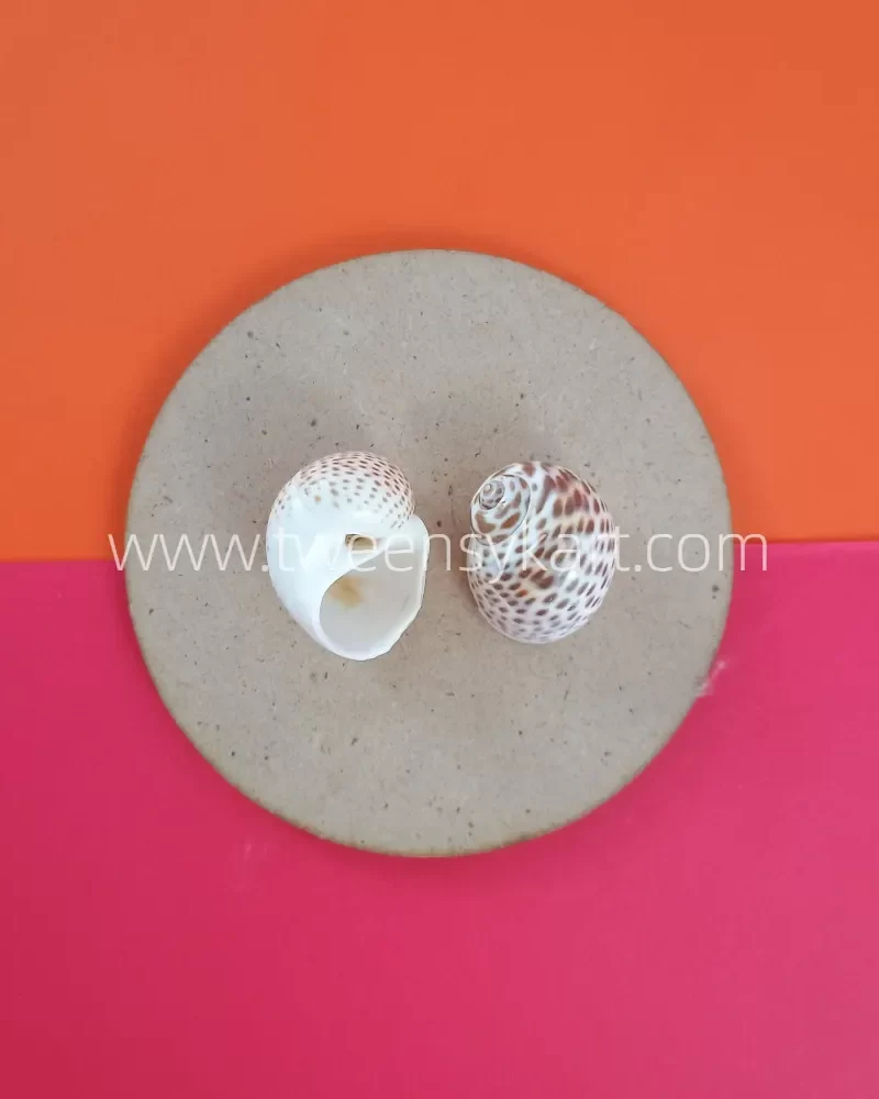 Pulimatai Shells For Crafts & Projects