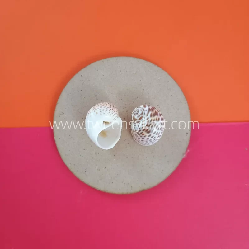 Pulimatai Shells For Crafts & Projects