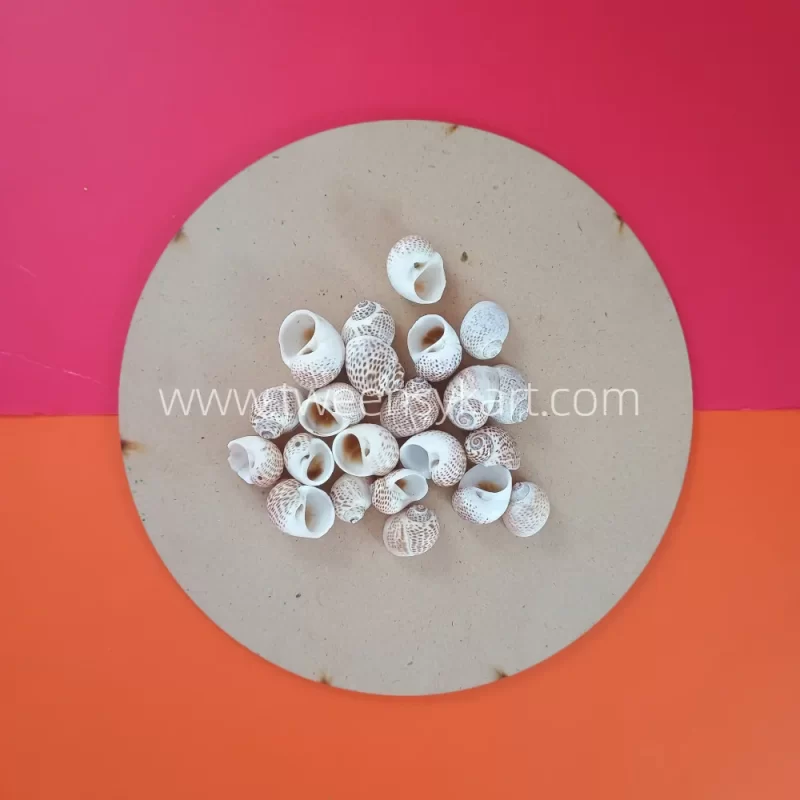 Pulimatai Shells For Crafts & Projects