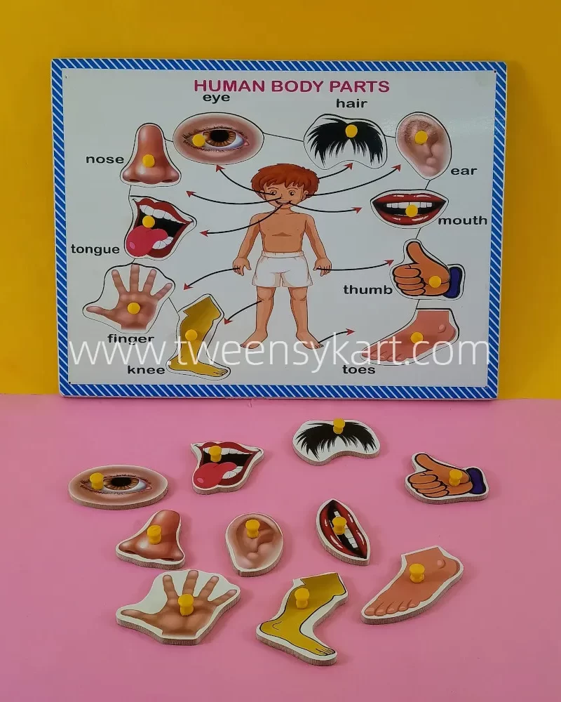 Wooden human body parts